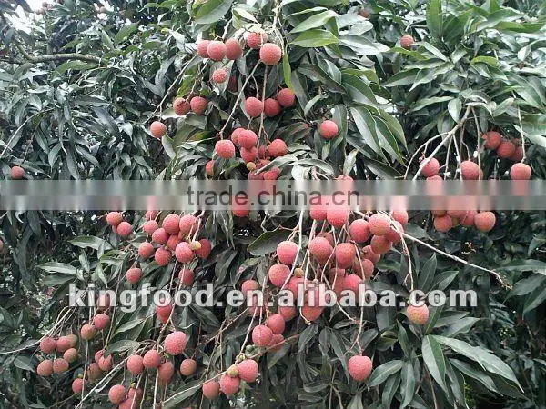 Supply delicious frozen lichee