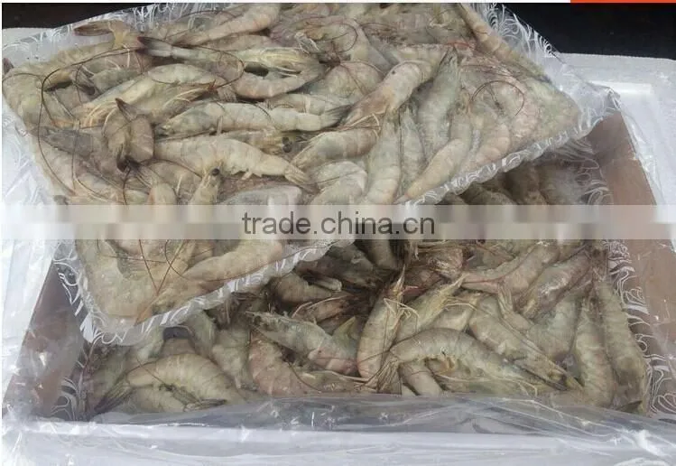 HL002 seafood frozen raw headless shrimp