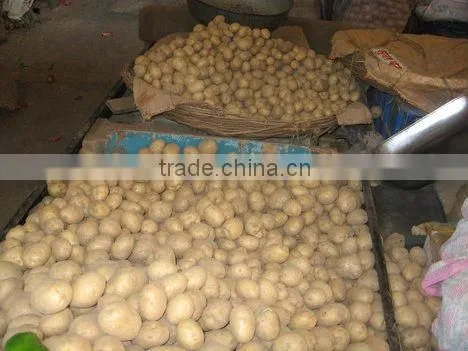 Export Quality Potatoes from India