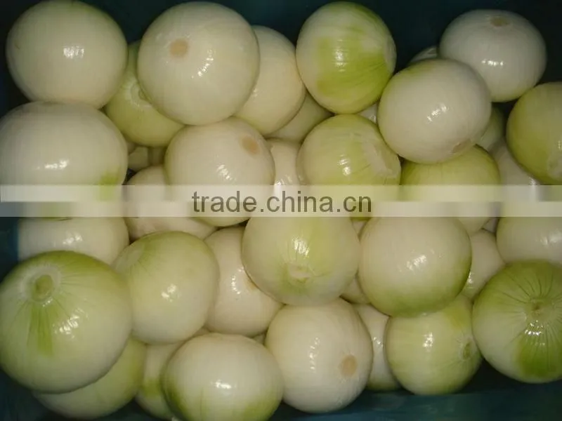 bulk new crop of onion harvest!