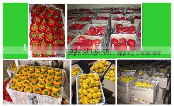 fresh red capsicum