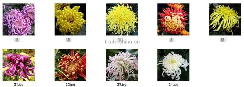 Hybrid Chrysanthemum Seeds For Sale