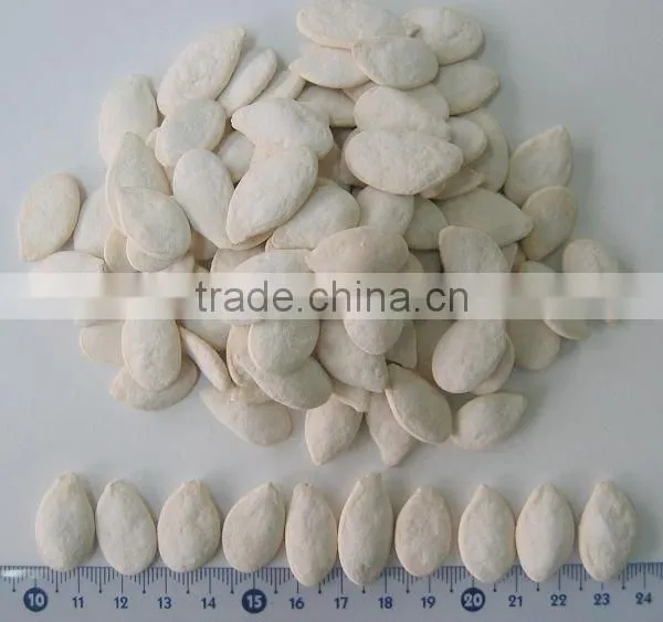 quality supplier snow white melon pumkin seeds