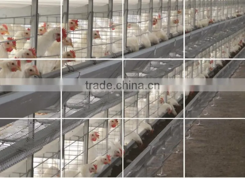 Poultry Equipments