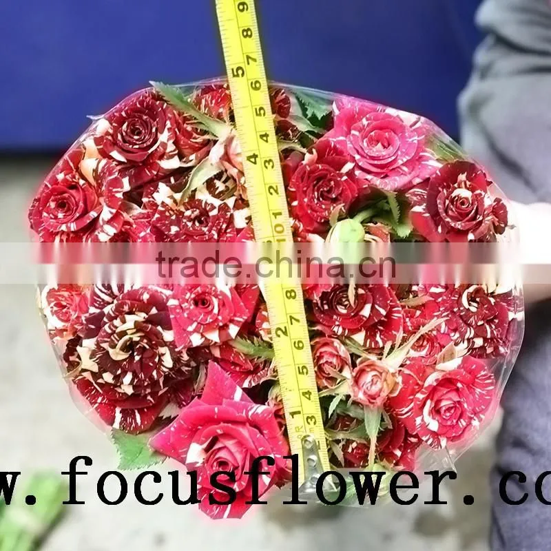 good quality fresh black roses in delhi Roses Flowers spray rose Meteor shower for wedding decoration without middleman