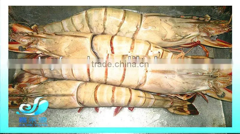 Frozen large size tiger shrimp/pawn
