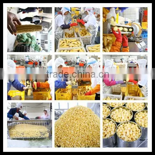 Canned Corn canned vegetable