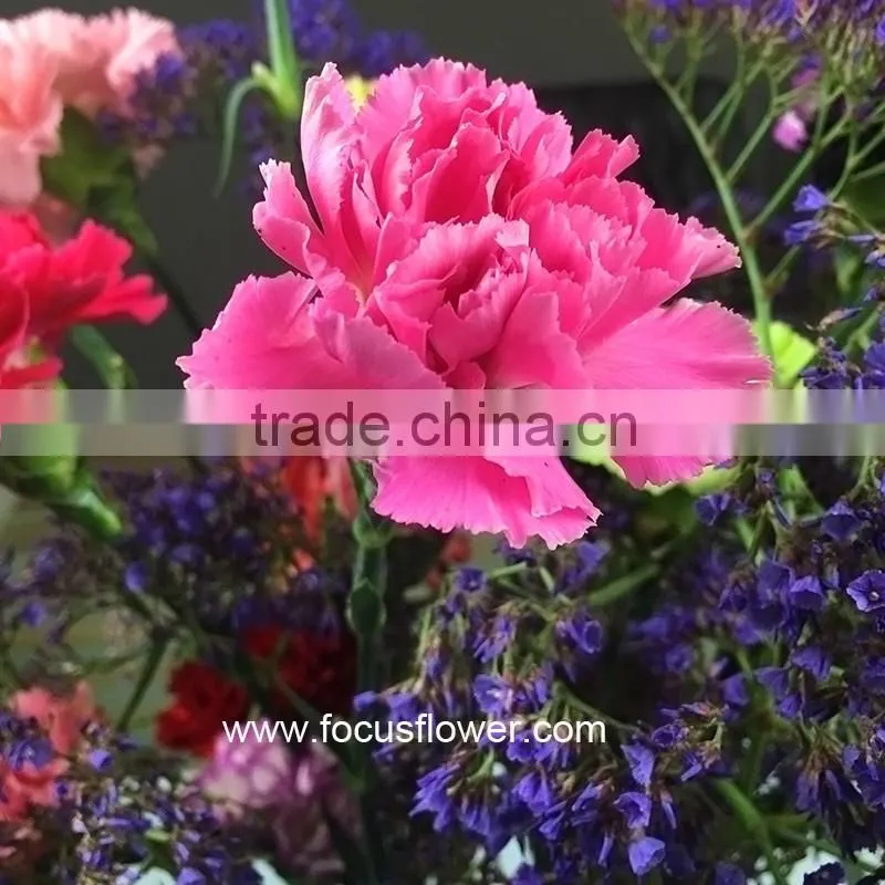 Fresh Cut Flower Buyer Purple Carnation Flower Arrangement From Kunming Superbly Carnation Flowers