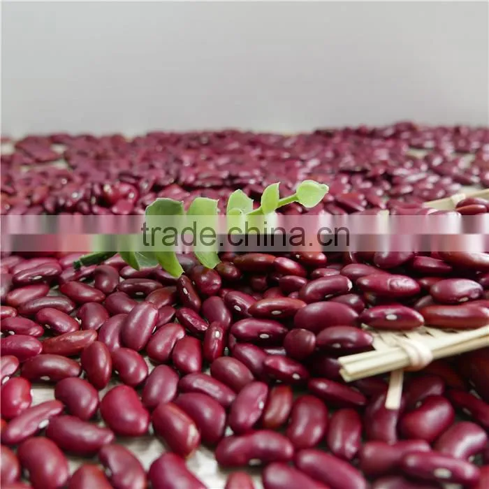 dark red kidney bean