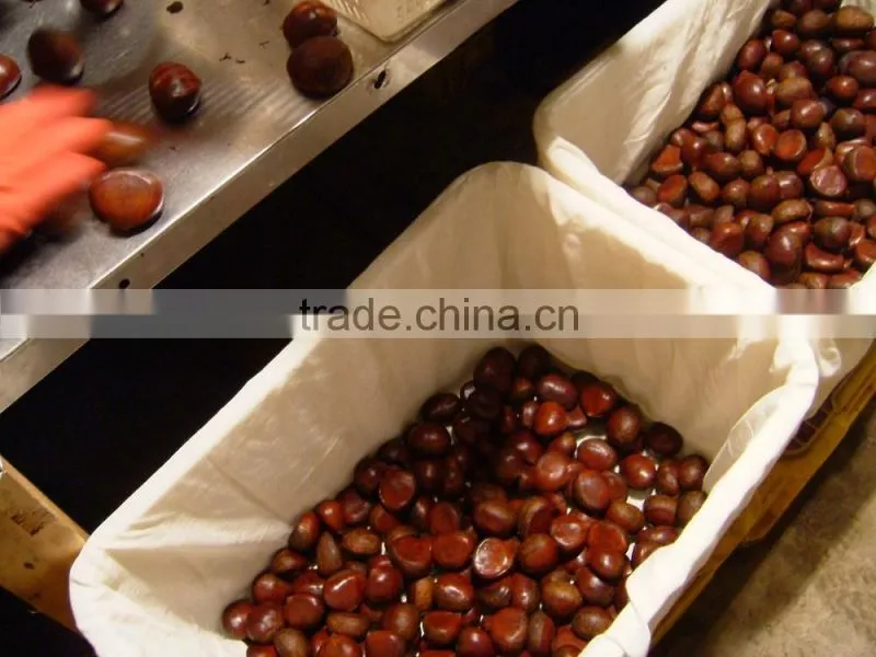 fresh chestnuts of 2016