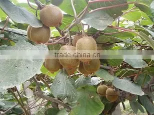 2016 new crop chinese fresh kiwi fruits with good quality