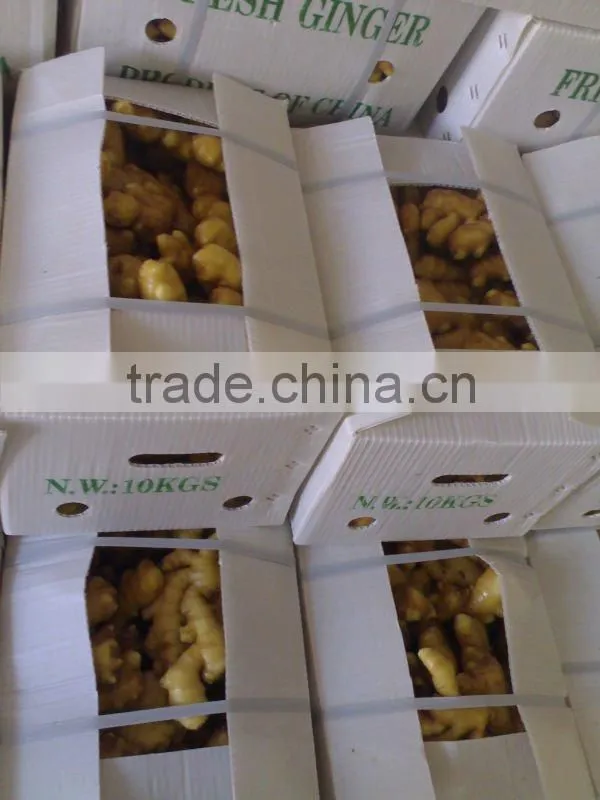 Fresh Ginger for Sell/USA MARKET/Long beach