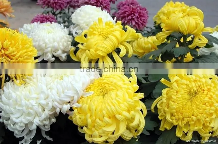 Hybrid Chrysanthemum Seeds For Sale