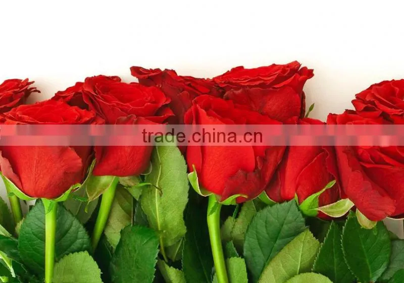 Wholesale Grade A Fresh Roses From India Fresh Rose Petals