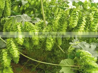 Hops Extract