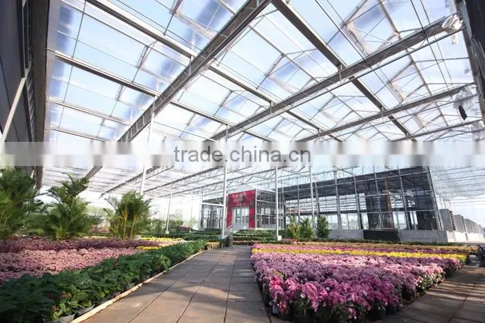 Chrysanthemum growing glass greenhouse