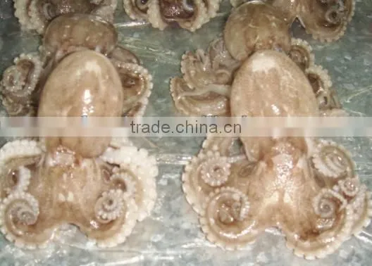baby octopus cut