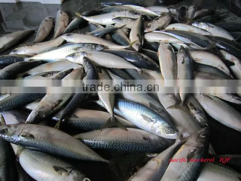 STTP treated PUD red shrimp raw material