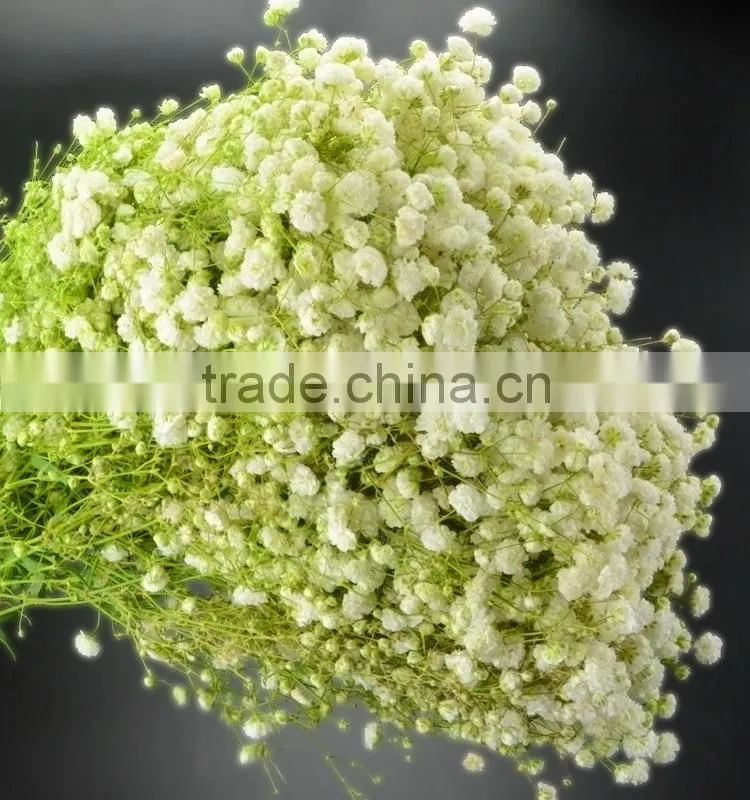 Special unique nature preserved gypsophila