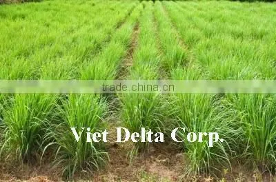 Fresh Lemongrass new crop 2014