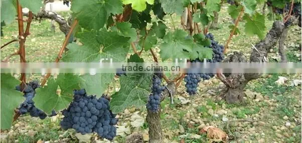 fresh grapes for sale