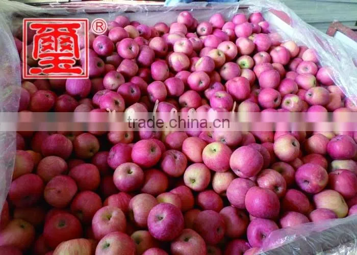 To Indian Market China Fuji Apple