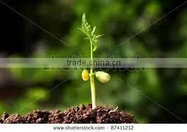 Neem Soil