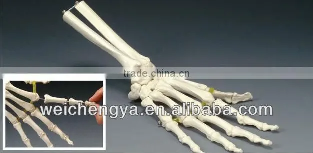 Life-Size Elastic Hand Joint Model