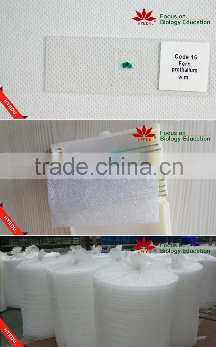 75pcs Anatomy Prepared Slides set for School Teaching