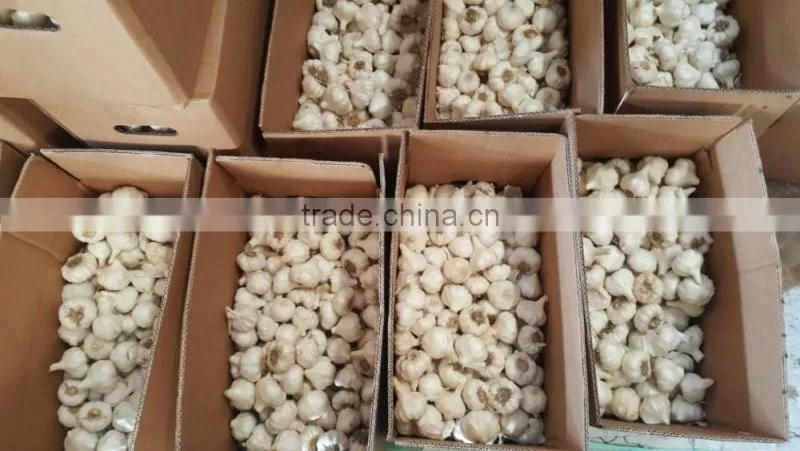 Wholesale Garlic Pure White garlic 4.5cm-5cm