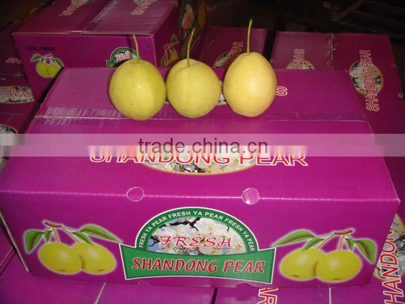 2015 fresh shandong pear supplying in china