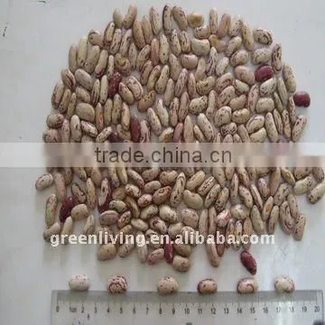 wholesale red speckle kidney bean (from china)