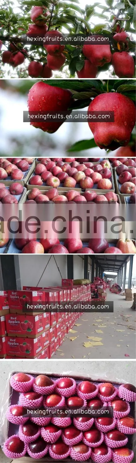 HUANIU APPLES IN CHINA