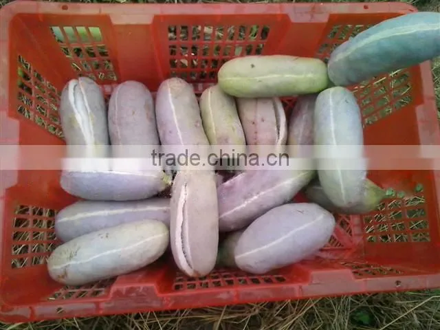 High Quality Rare Fruit Tree Seeds For Planting Holboellia latifolia Wall Seeds