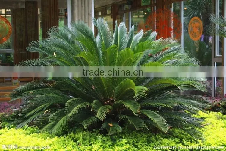 Cycas revoluta .