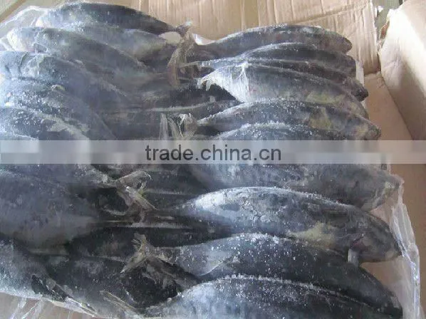 frozen seafood bonito tuna