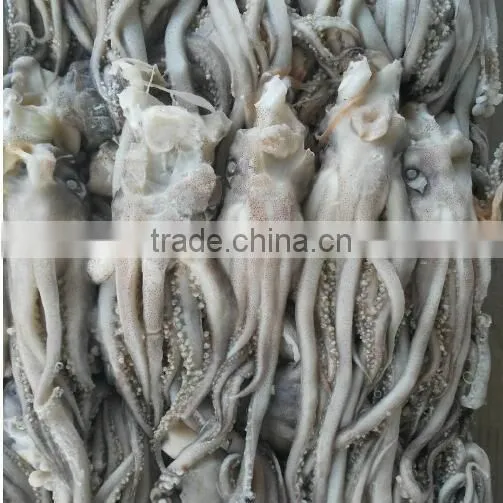 Frozen Squid Head