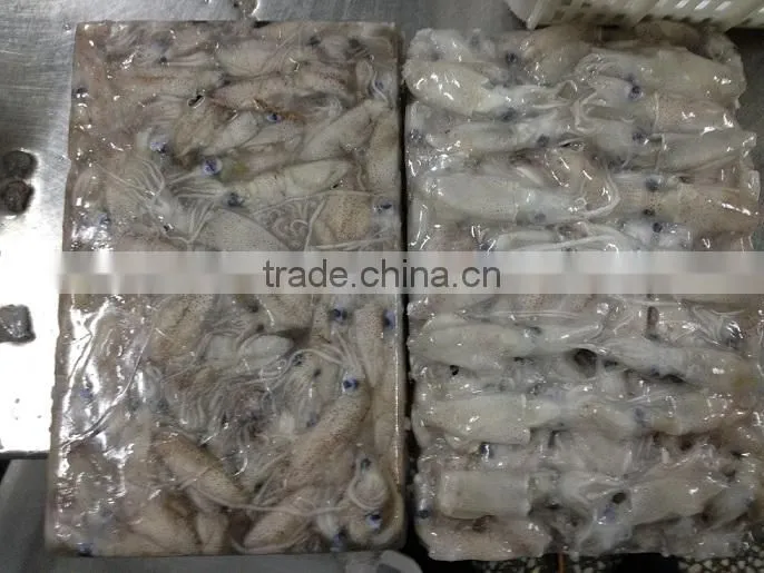 Frozen IQF north China baby squid