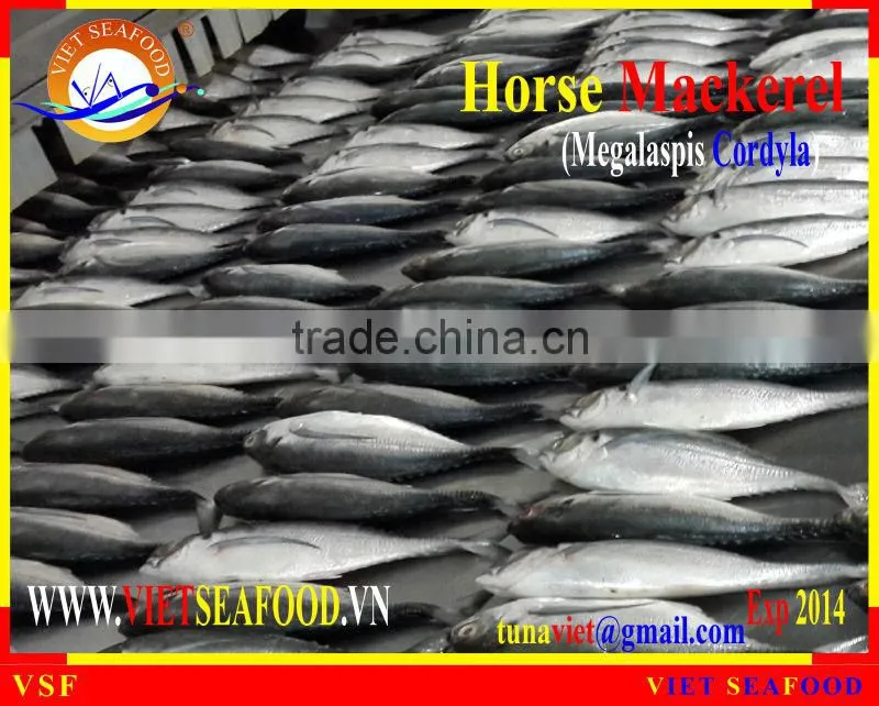 FROZEN W/R HORSE MACKEREL