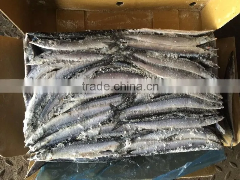 frozen pacific saury canned