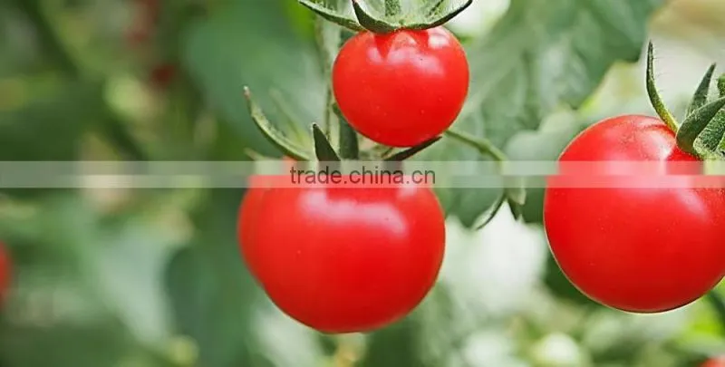 vegetable fruit dates apple melon mango grading processing equipment