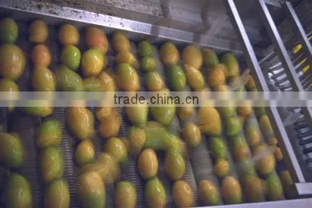 Mango pineapple processing line