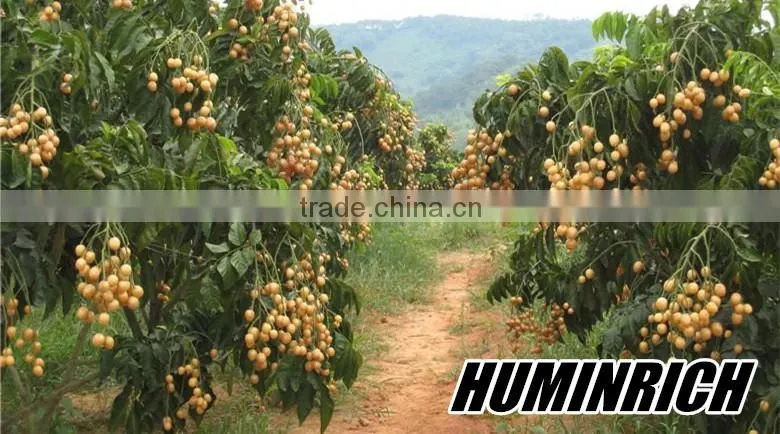 Relationship Between Root Growth And Fertilization Of Fruit Trees