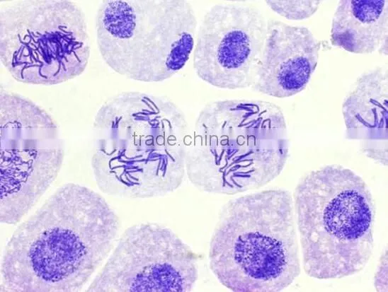 Allium l.s.root tip for mitosis individual slides