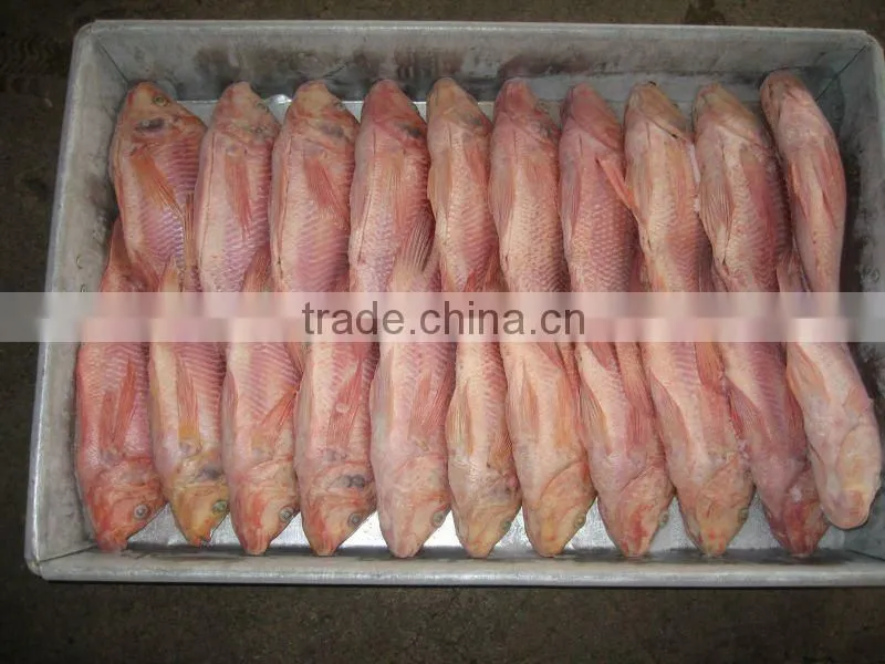 frozen red tilapia fish from China IQF