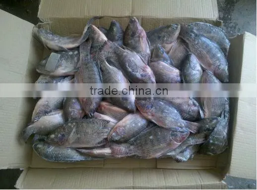 small size frozen tilapia fish block frozen 100-200g