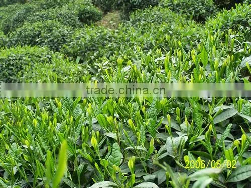 Buy Natural Tea Polyphenol Capsule