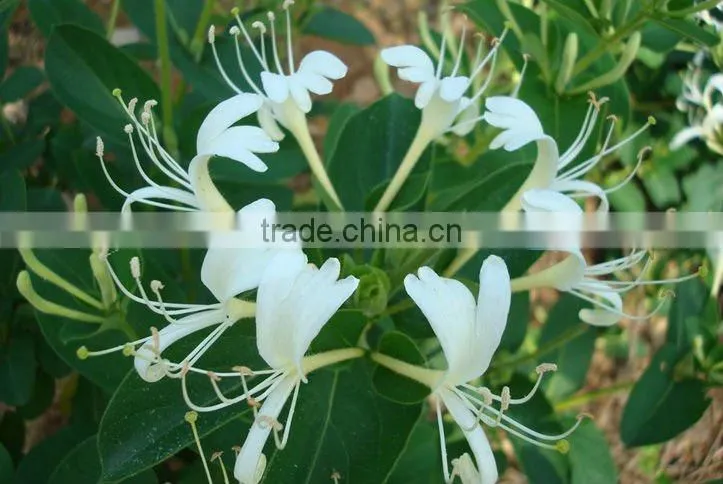 honeysuckle flower(TCM)