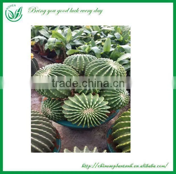 Gymnocalycium saglionis cactus