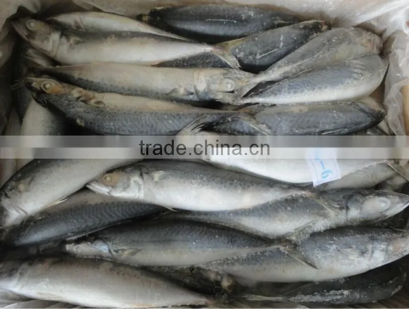 Frozen Fish Mackerel